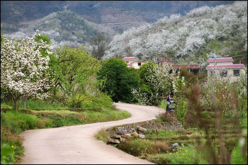【春天，广西桂林灌阳县向您发出邀请！】我们在灌阳看梨花 - 游山玩水 - 锦州生活社区 - 锦州28生活网 jinzhong.28life.com
