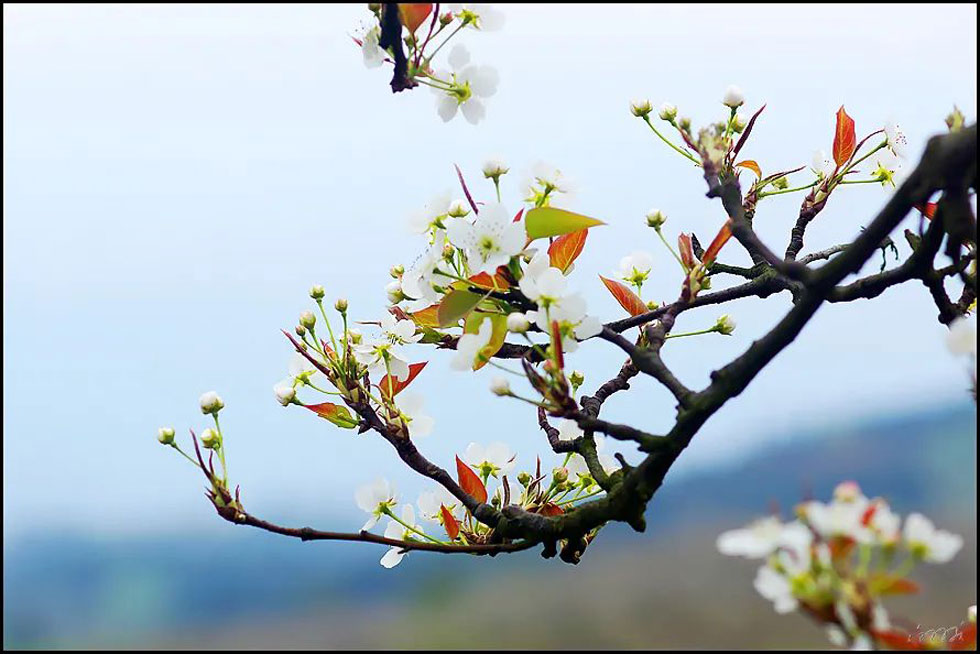 【春天，广西桂林灌阳县向您发出邀请！】我们在灌阳看梨花 - 游山玩水 - 锦州生活社区 - 锦州28生活网 jinzhong.28life.com