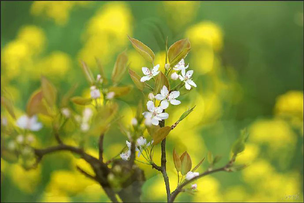 【春天，广西桂林灌阳县向您发出邀请！】我们在灌阳看梨花 - 游山玩水 - 锦州生活社区 - 锦州28生活网 jinzhong.28life.com