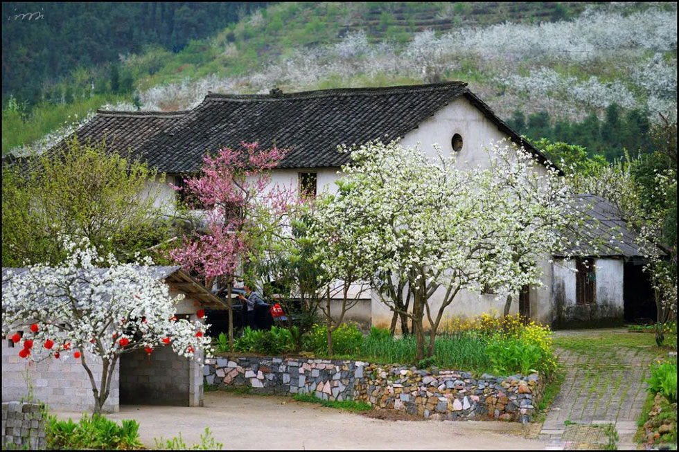 【春天，广西桂林灌阳县向您发出邀请！】我们在灌阳看梨花 - 游山玩水 - 锦州生活社区 - 锦州28生活网 jinzhong.28life.com