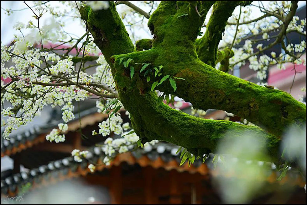 【春天，广西桂林灌阳县向您发出邀请！】我们在灌阳看梨花 - 游山玩水 - 锦州生活社区 - 锦州28生活网 jinzhong.28life.com