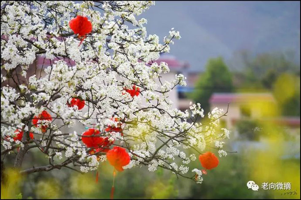 【春天，广西桂林灌阳县向您发出邀请！】我们在灌阳看梨花 - 游山玩水 - 锦州生活社区 - 锦州28生活网 jinzhong.28life.com
