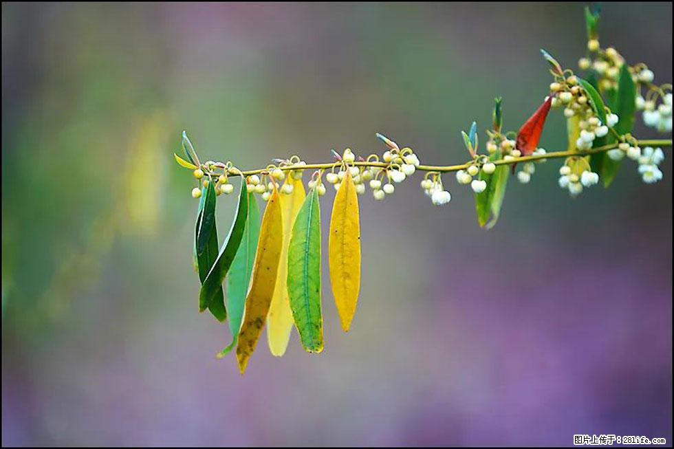 【春天，广西桂林灌阳县向您发出邀请！】米珠山前有片山苍子花在飘香 - 游山玩水 - 锦州生活社区 - 锦州28生活网 jinzhong.28life.com