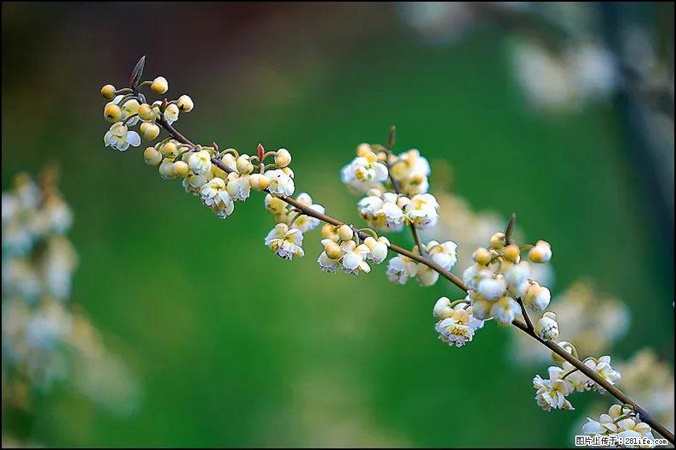 【春天，广西桂林灌阳县向您发出邀请！】米珠山前有片山苍子花在飘香 - 游山玩水 - 锦州生活社区 - 锦州28生活网 jinzhong.28life.com