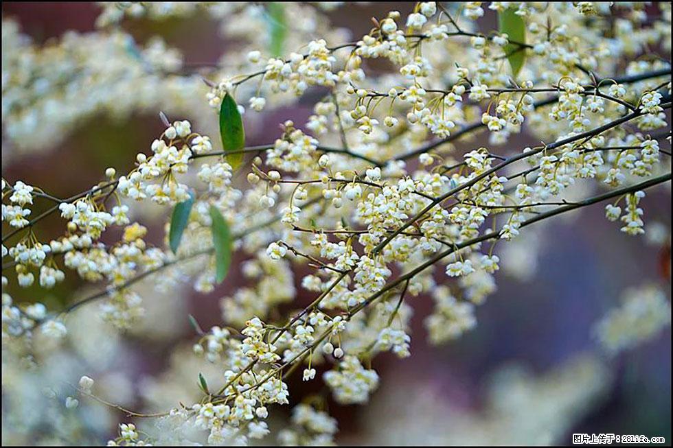 【春天，广西桂林灌阳县向您发出邀请！】米珠山前有片山苍子花在飘香 - 游山玩水 - 锦州生活社区 - 锦州28生活网 jinzhong.28life.com