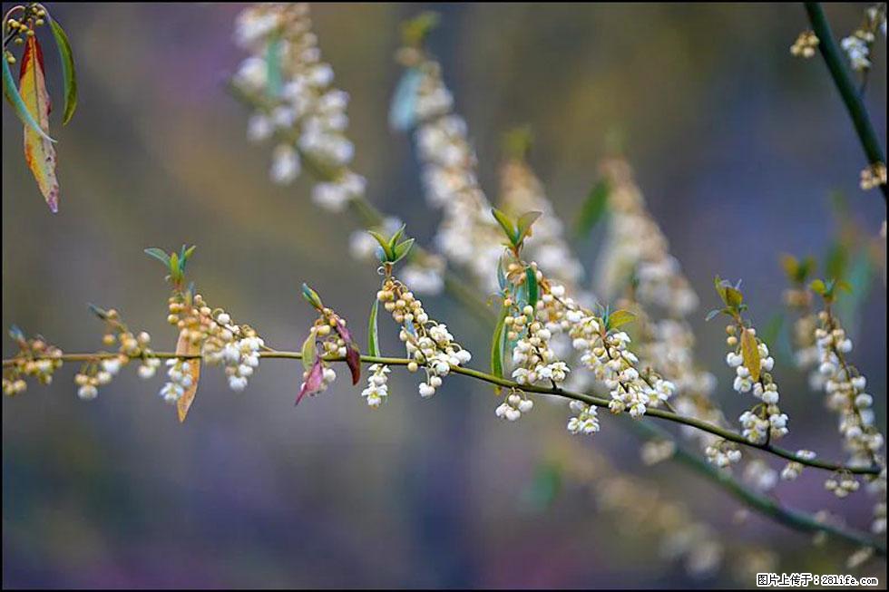 【春天，广西桂林灌阳县向您发出邀请！】米珠山前有片山苍子花在飘香 - 游山玩水 - 锦州生活社区 - 锦州28生活网 jinzhong.28life.com