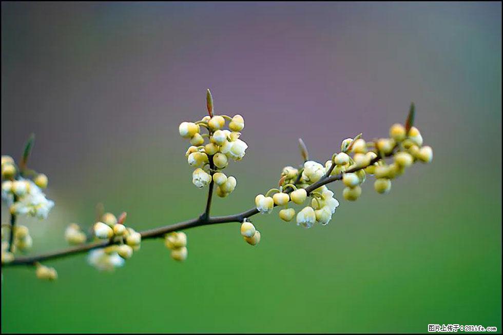【春天，广西桂林灌阳县向您发出邀请！】米珠山前有片山苍子花在飘香 - 游山玩水 - 锦州生活社区 - 锦州28生活网 jinzhong.28life.com