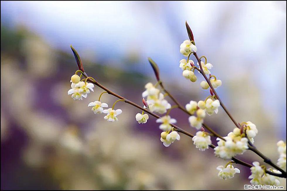 【春天，广西桂林灌阳县向您发出邀请！】米珠山前有片山苍子花在飘香 - 游山玩水 - 锦州生活社区 - 锦州28生活网 jinzhong.28life.com