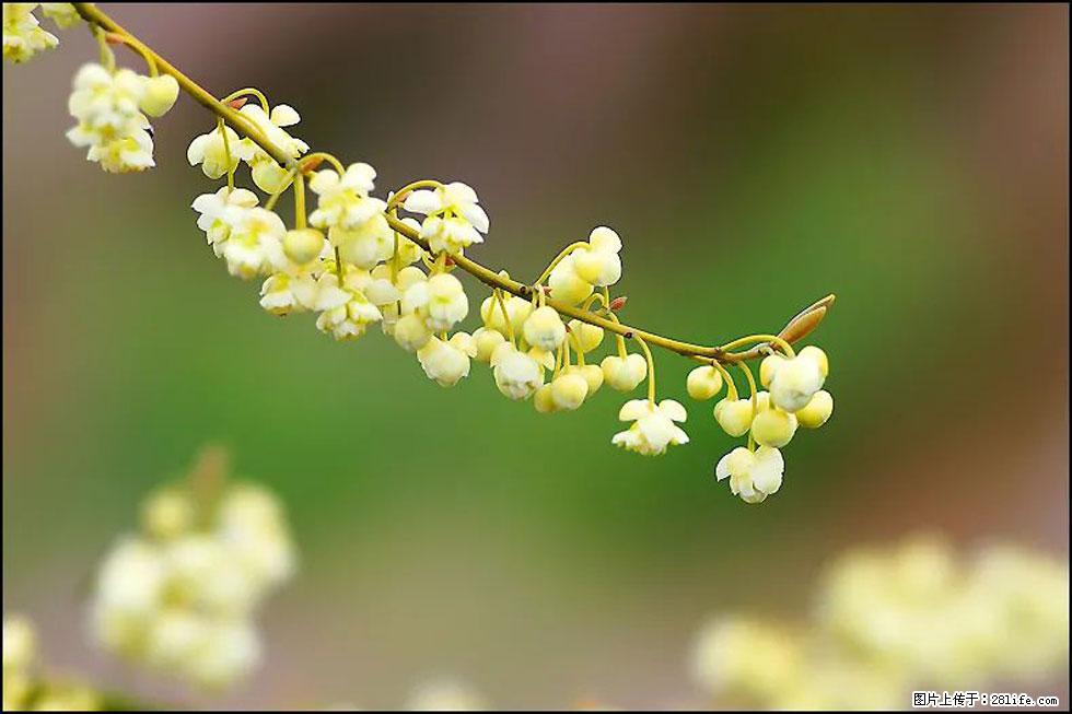 【春天，广西桂林灌阳县向您发出邀请！】米珠山前有片山苍子花在飘香 - 游山玩水 - 锦州生活社区 - 锦州28生活网 jinzhong.28life.com