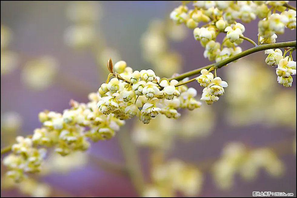 【春天，广西桂林灌阳县向您发出邀请！】米珠山前有片山苍子花在飘香 - 游山玩水 - 锦州生活社区 - 锦州28生活网 jinzhong.28life.com