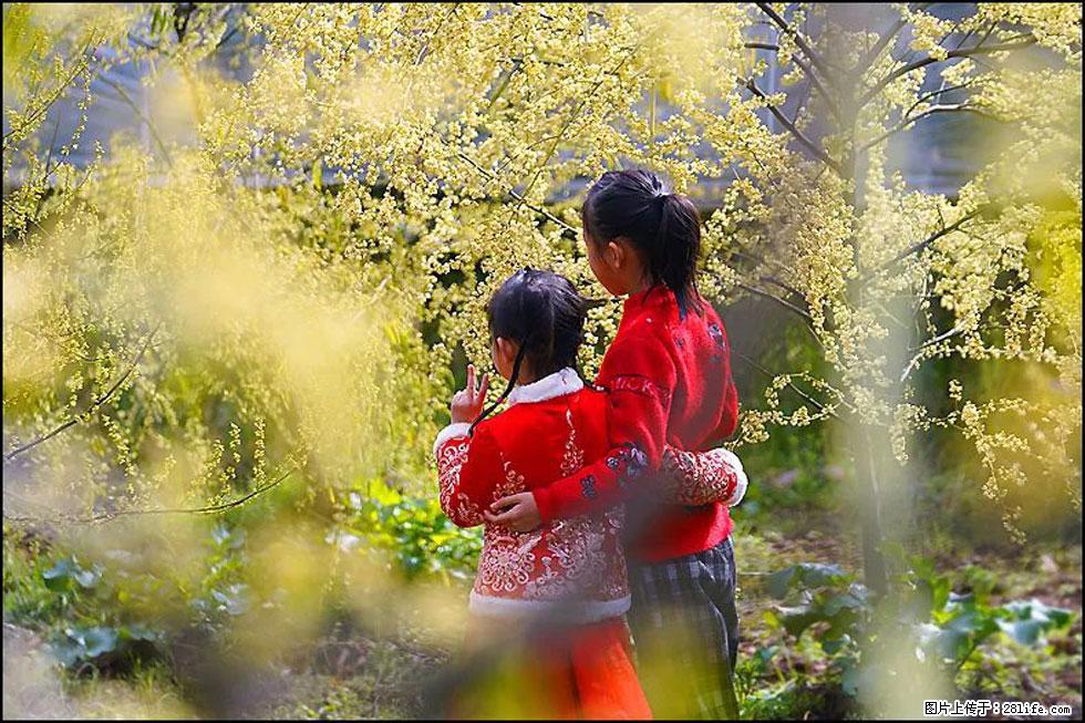 【春天，广西桂林灌阳县向您发出邀请！】米珠山前有片山苍子花在飘香 - 游山玩水 - 锦州生活社区 - 锦州28生活网 jinzhong.28life.com