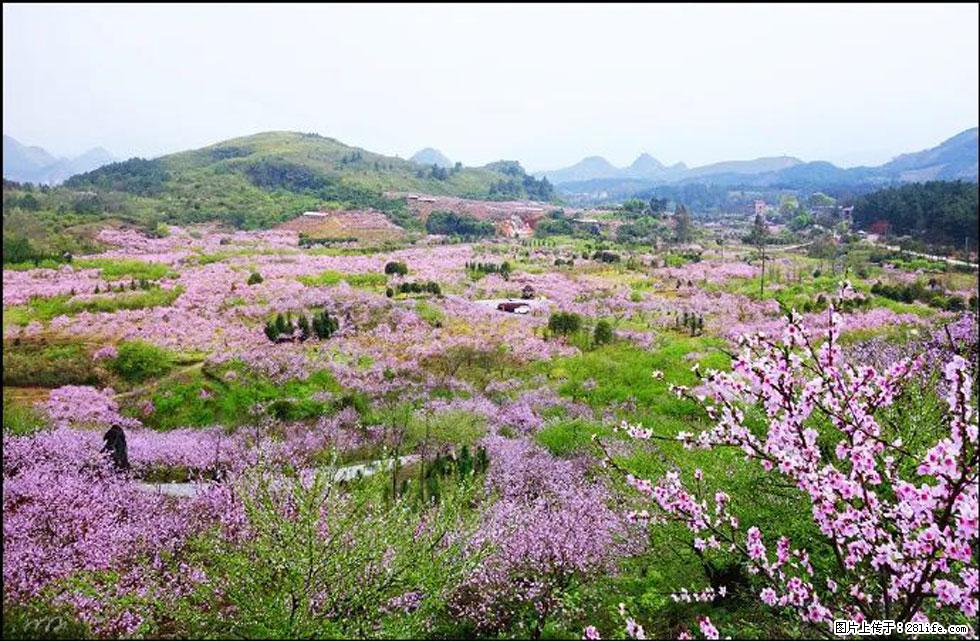 【春天,广西桂林灌阳县向您发出邀请!】官庄村有个醉美的桃花园 - 游山玩水 - 锦州生活社区 - 锦州28生活网 jinzhong.28life.com