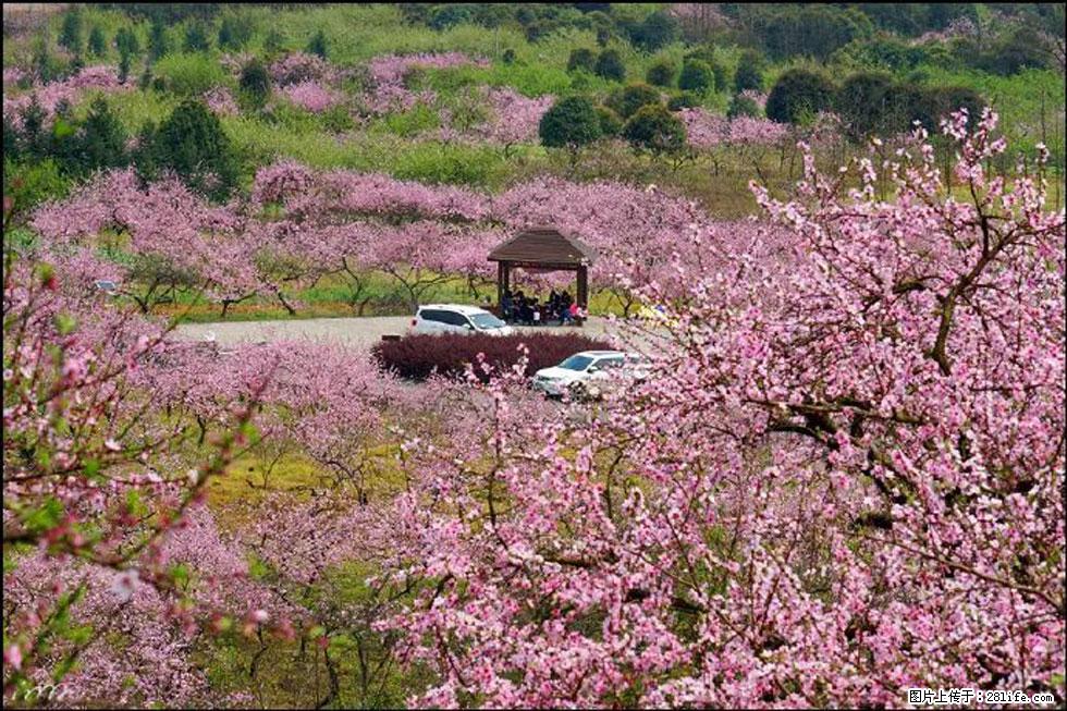 【春天,广西桂林灌阳县向您发出邀请!】官庄村有个醉美的桃花园 - 游山玩水 - 锦州生活社区 - 锦州28生活网 jinzhong.28life.com