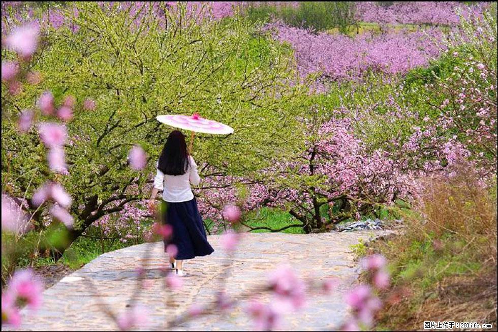 【春天,广西桂林灌阳县向您发出邀请!】官庄村有个醉美的桃花园 - 游山玩水 - 锦州生活社区 - 锦州28生活网 jinzhong.28life.com