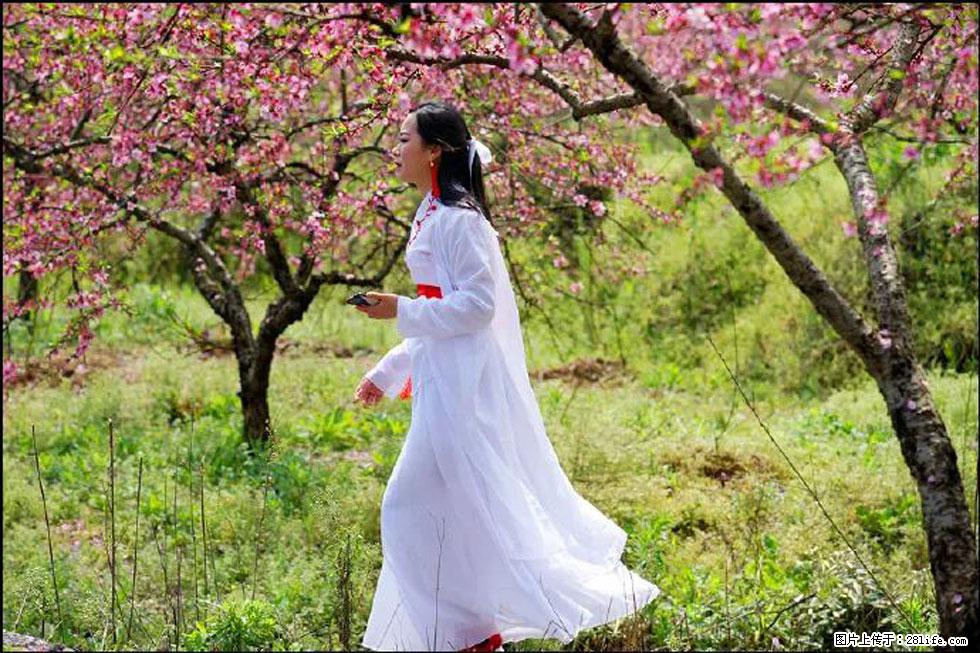 【春天,广西桂林灌阳县向您发出邀请!】官庄村有个醉美的桃花园 - 游山玩水 - 锦州生活社区 - 锦州28生活网 jinzhong.28life.com