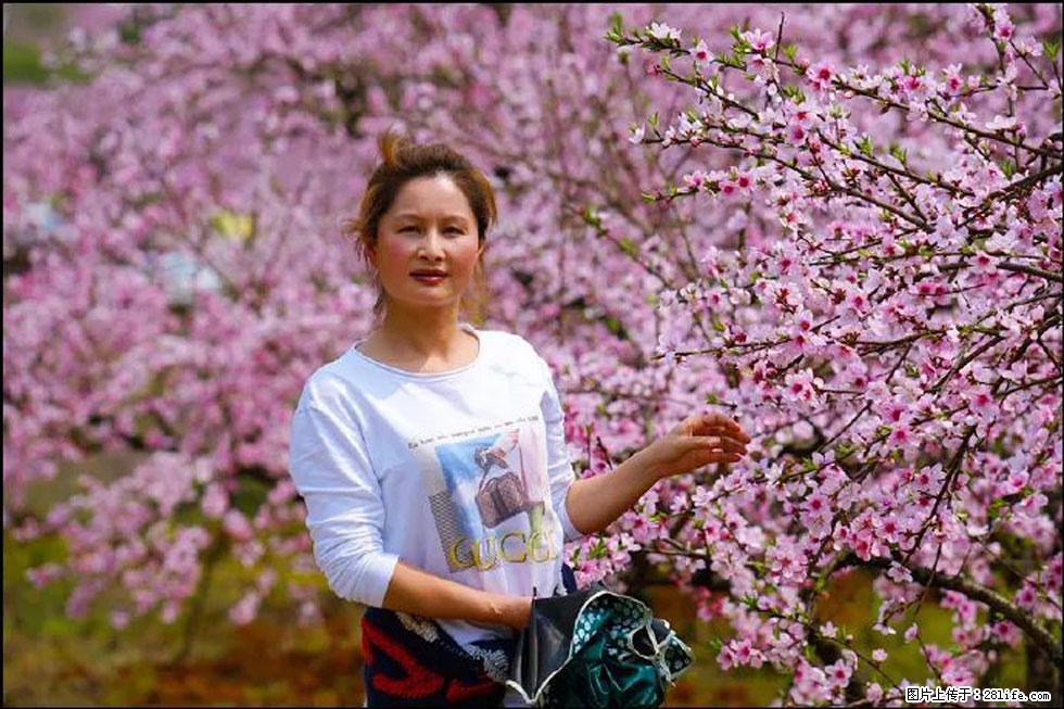 【春天,广西桂林灌阳县向您发出邀请!】官庄村有个醉美的桃花园 - 游山玩水 - 锦州生活社区 - 锦州28生活网 jinzhong.28life.com