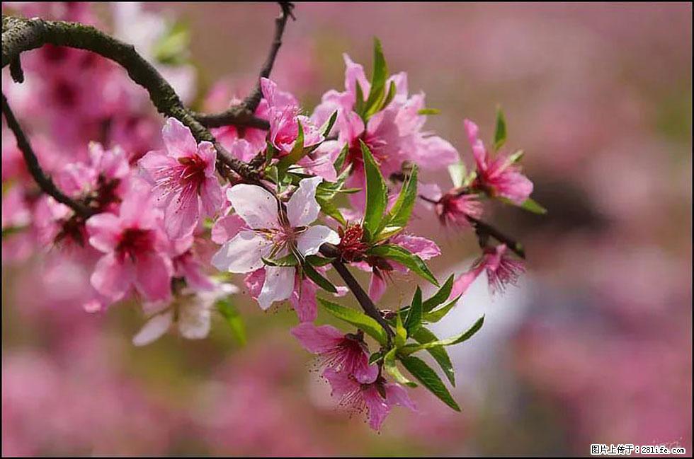 【春天,广西桂林灌阳县向您发出邀请!】官庄村有个醉美的桃花园 - 游山玩水 - 锦州生活社区 - 锦州28生活网 jinzhong.28life.com