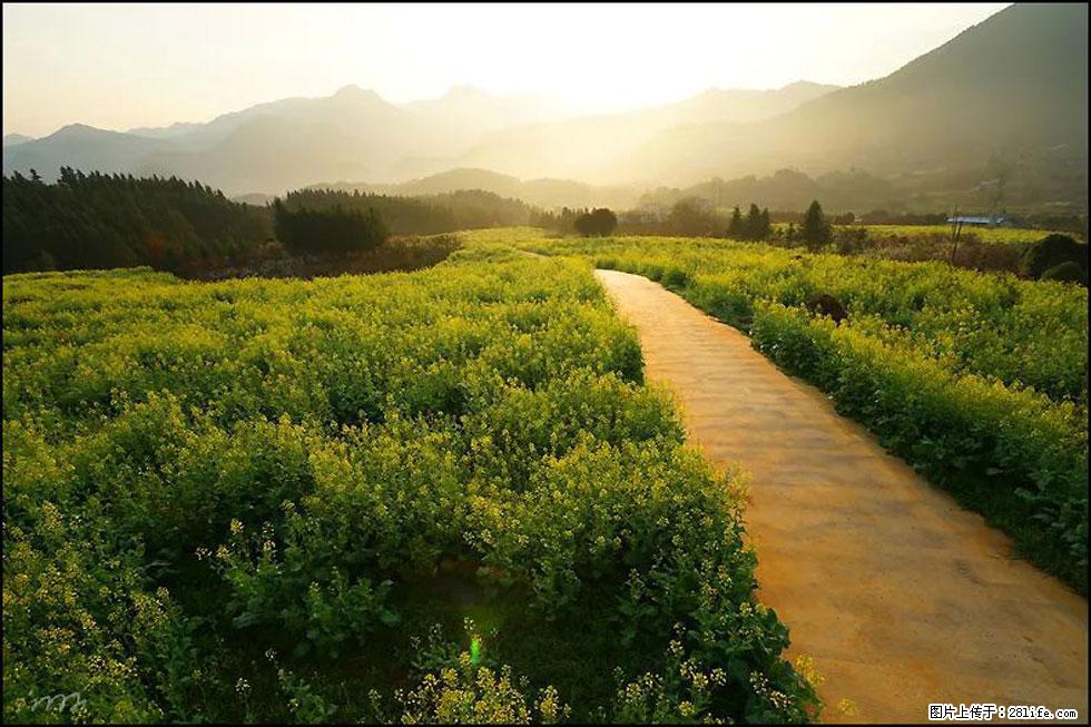 【春天，广西桂林灌阳县向您发出邀请！】长坪村油菜盛情花开 - 游山玩水 - 锦州生活社区 - 锦州28生活网 jinzhong.28life.com