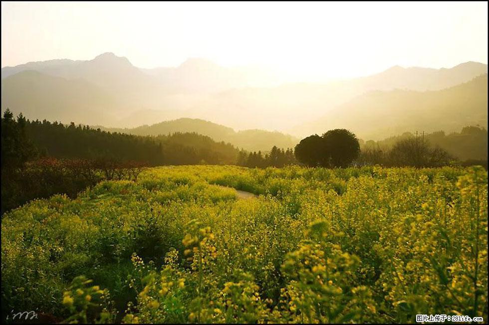 【春天，广西桂林灌阳县向您发出邀请！】长坪村油菜盛情花开 - 游山玩水 - 锦州生活社区 - 锦州28生活网 jinzhong.28life.com