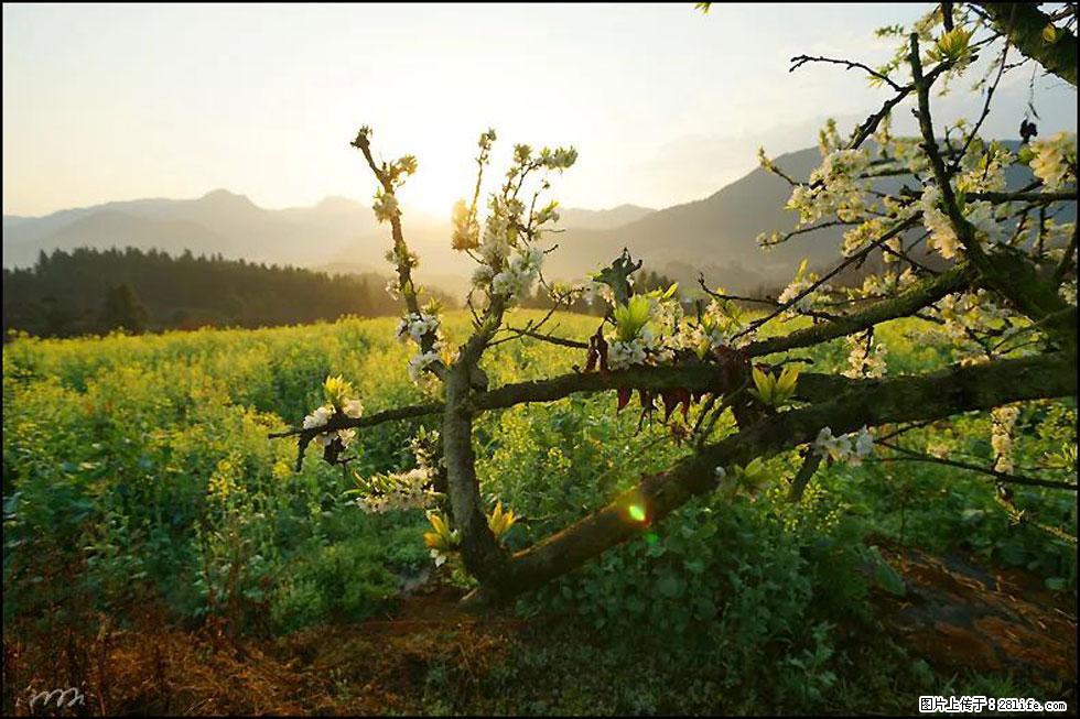 【春天，广西桂林灌阳县向您发出邀请！】长坪村油菜盛情花开 - 游山玩水 - 锦州生活社区 - 锦州28生活网 jinzhong.28life.com