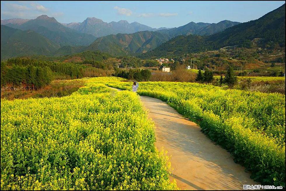 【春天，广西桂林灌阳县向您发出邀请！】长坪村油菜盛情花开 - 游山玩水 - 锦州生活社区 - 锦州28生活网 jinzhong.28life.com