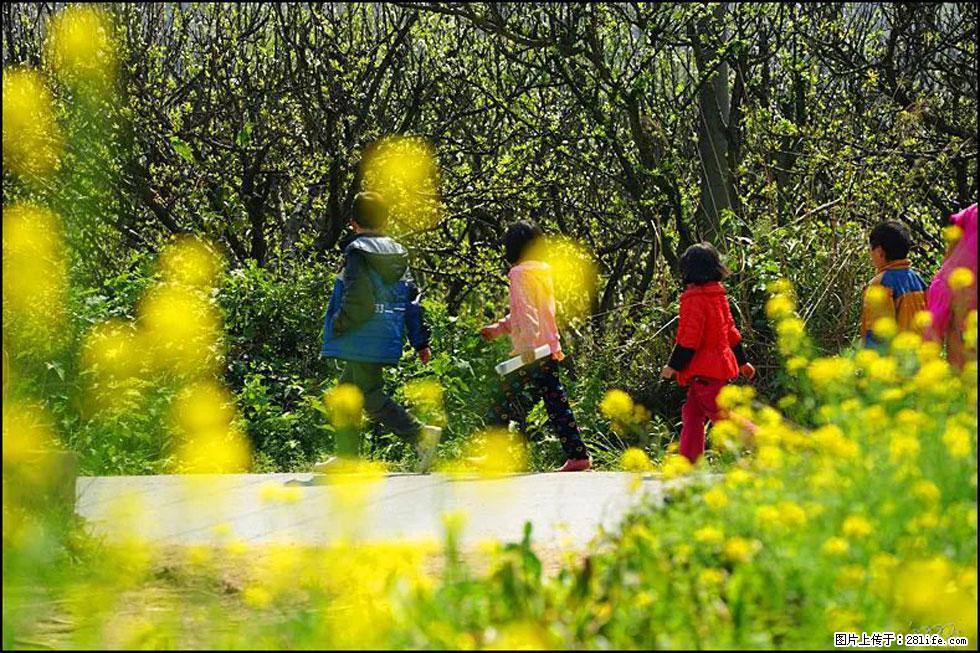 【春天，广西桂林灌阳县向您发出邀请！】长坪村油菜盛情花开 - 游山玩水 - 锦州生活社区 - 锦州28生活网 jinzhong.28life.com