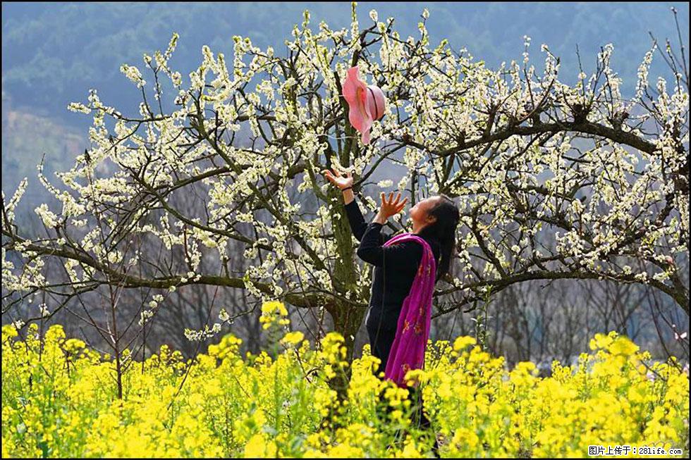 【春天，广西桂林灌阳县向您发出邀请！】长坪村油菜盛情花开 - 游山玩水 - 锦州生活社区 - 锦州28生活网 jinzhong.28life.com