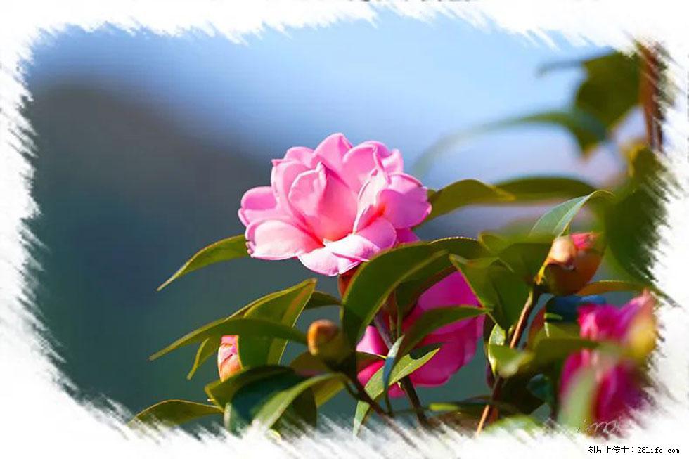 【春天，广西桂林灌阳县向您发出邀请！】杨柳井茶花惹人爱 - 游山玩水 - 锦州生活社区 - 锦州28生活网 jinzhong.28life.com