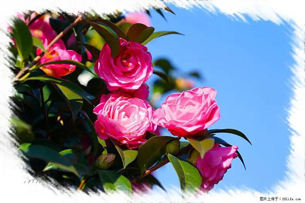 【春天，广西桂林灌阳县向您发出邀请！】杨柳井茶花惹人爱 - 游山玩水 - 锦州生活社区 - 锦州28生活网 jinzhong.28life.com