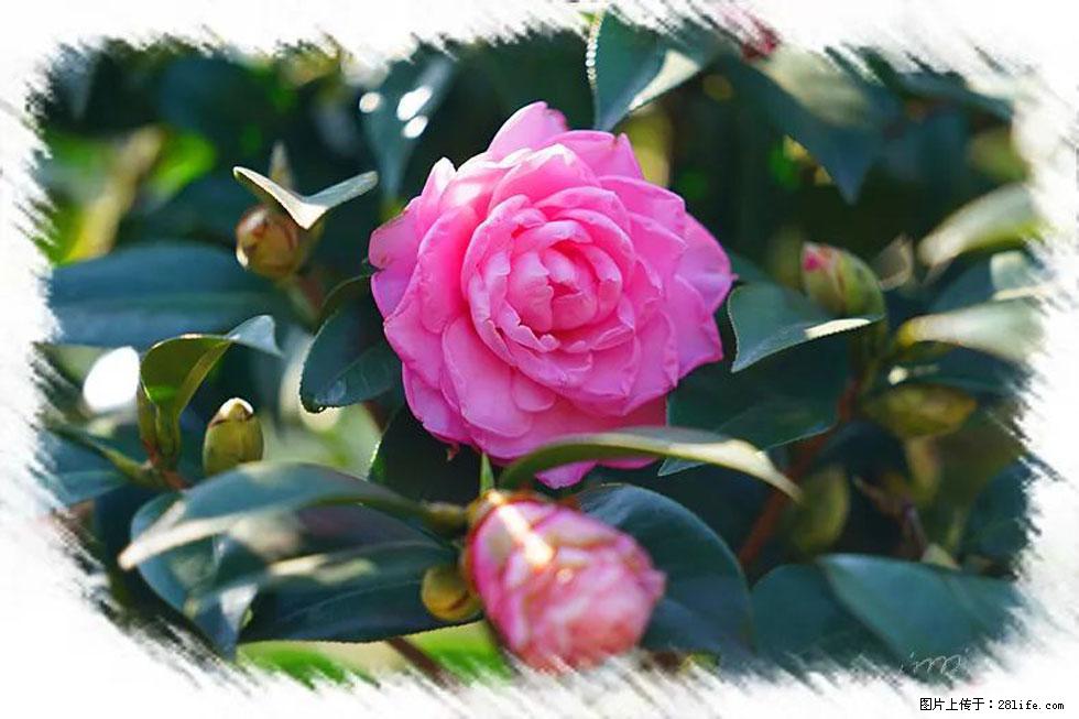 【春天，广西桂林灌阳县向您发出邀请！】杨柳井茶花惹人爱 - 游山玩水 - 锦州生活社区 - 锦州28生活网 jinzhong.28life.com