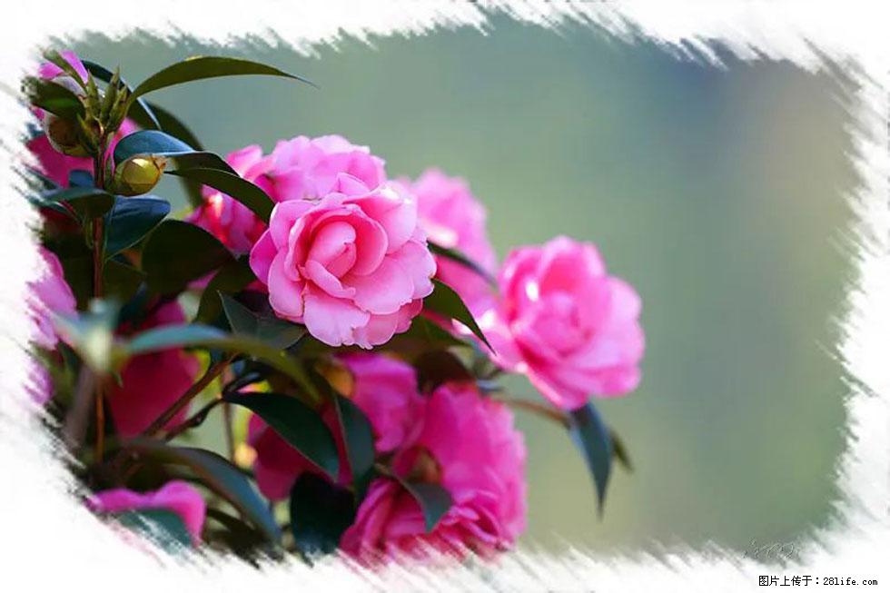 【春天，广西桂林灌阳县向您发出邀请！】杨柳井茶花惹人爱 - 游山玩水 - 锦州生活社区 - 锦州28生活网 jinzhong.28life.com