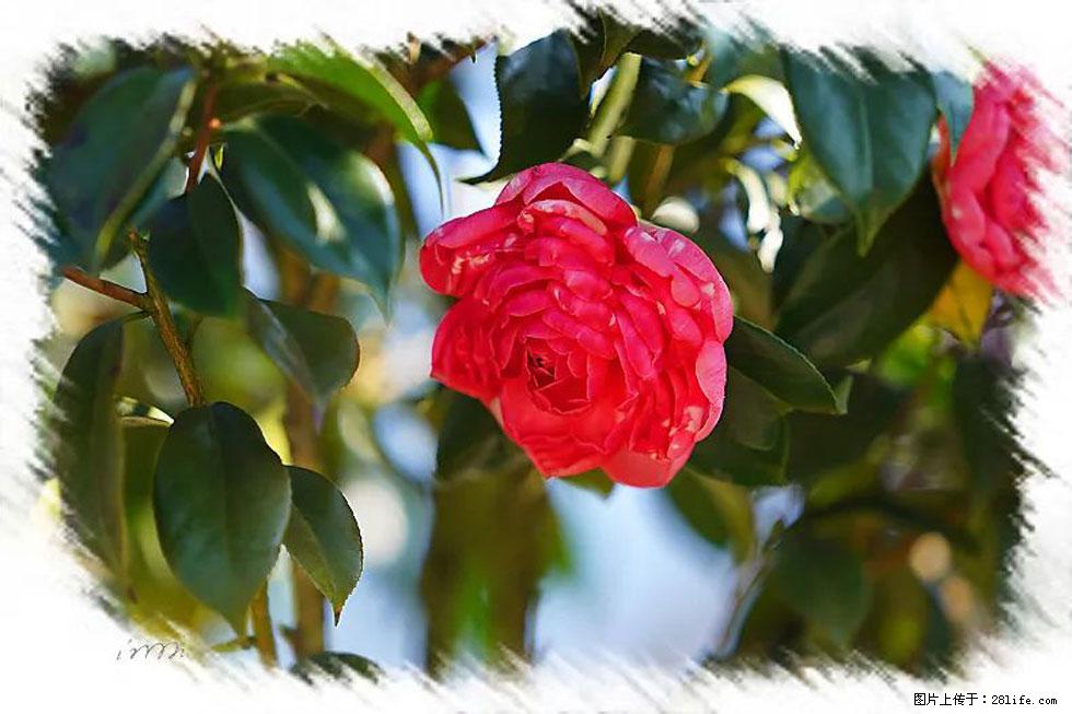 【春天，广西桂林灌阳县向您发出邀请！】杨柳井茶花惹人爱 - 游山玩水 - 锦州生活社区 - 锦州28生活网 jinzhong.28life.com