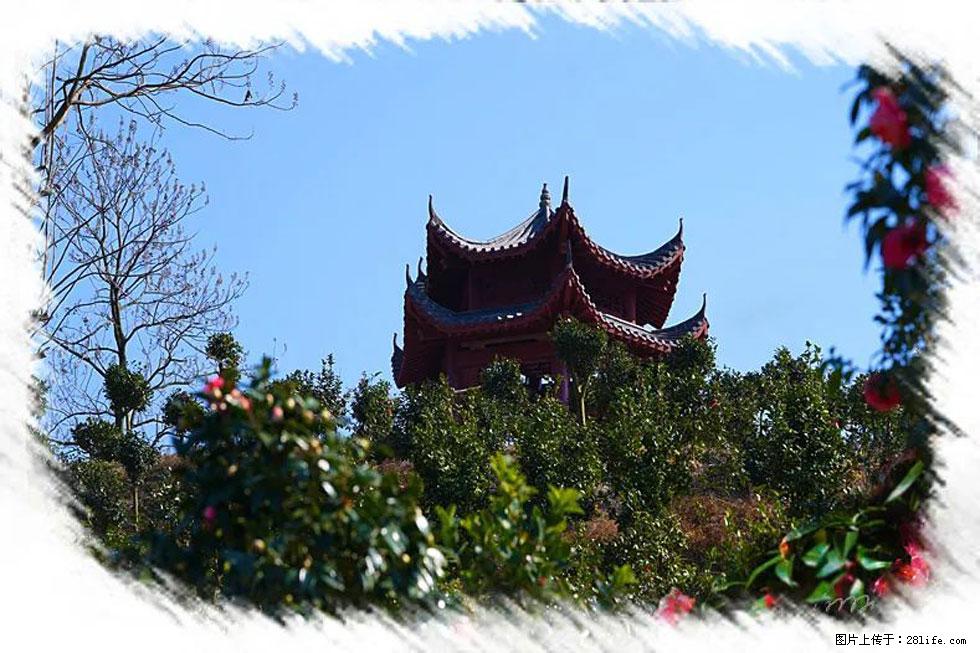 【春天，广西桂林灌阳县向您发出邀请！】杨柳井茶花惹人爱 - 游山玩水 - 锦州生活社区 - 锦州28生活网 jinzhong.28life.com