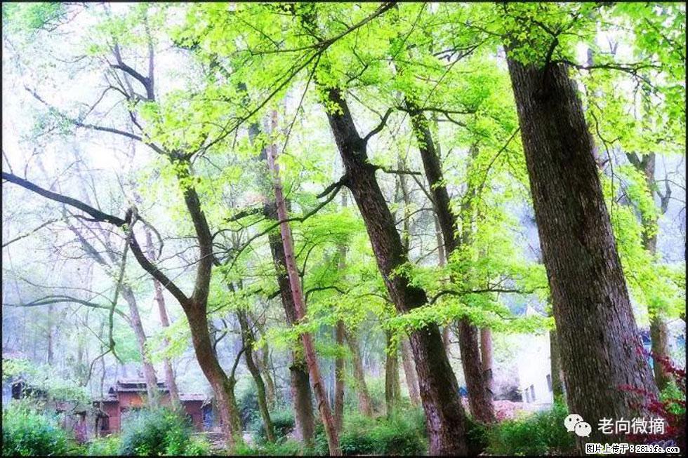 【春天，广西桂林灌阳县向您发出邀请！】在小龙村与春天约会 - 游山玩水 - 锦州生活社区 - 锦州28生活网 jinzhong.28life.com