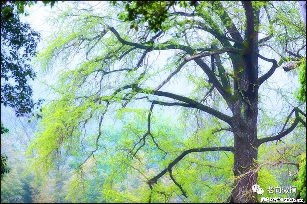 【春天，广西桂林灌阳县向您发出邀请！】在小龙村与春天约会 - 游山玩水 - 锦州生活社区 - 锦州28生活网 jinzhong.28life.com