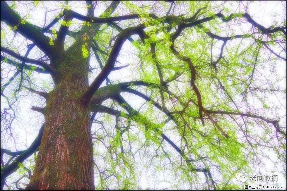 【春天，广西桂林灌阳县向您发出邀请！】在小龙村与春天约会 - 游山玩水 - 锦州生活社区 - 锦州28生活网 jinzhong.28life.com