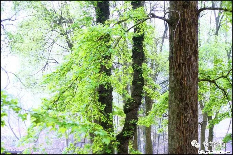 【春天，广西桂林灌阳县向您发出邀请！】在小龙村与春天约会 - 游山玩水 - 锦州生活社区 - 锦州28生活网 jinzhong.28life.com