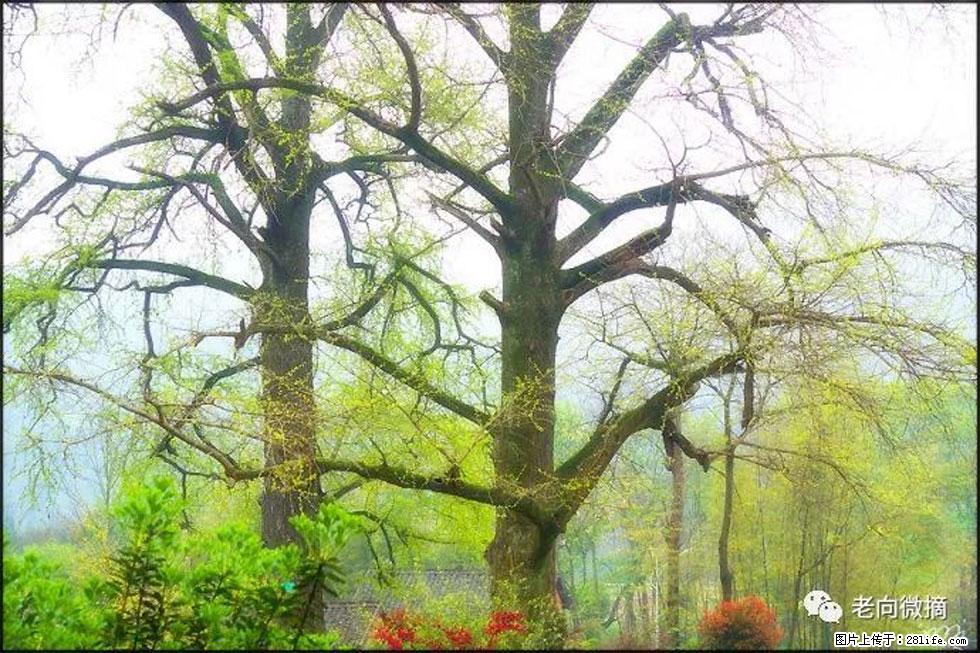 【春天，广西桂林灌阳县向您发出邀请！】在小龙村与春天约会 - 游山玩水 - 锦州生活社区 - 锦州28生活网 jinzhong.28life.com