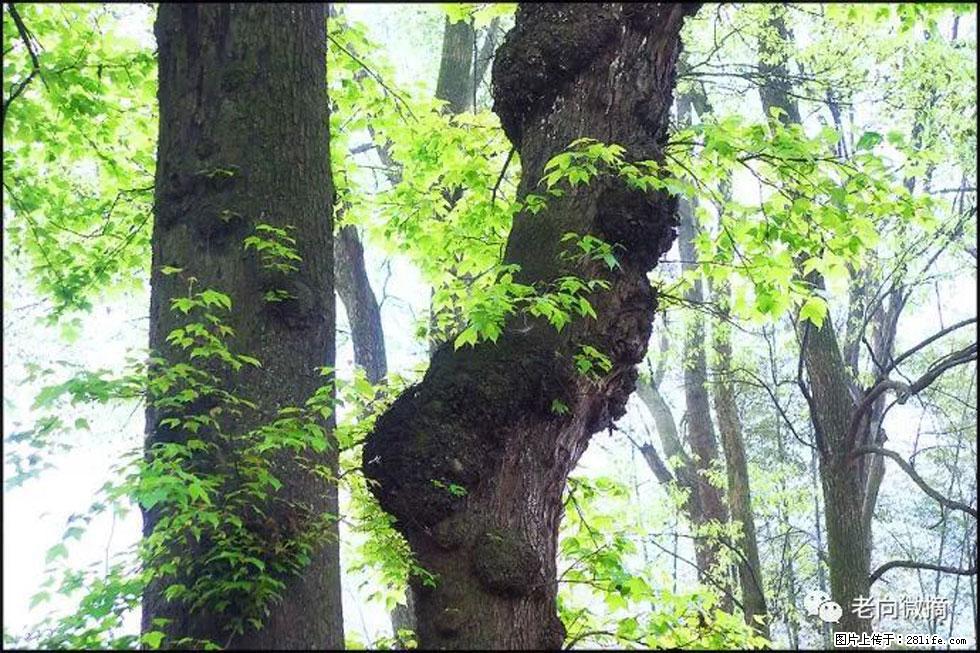 【春天，广西桂林灌阳县向您发出邀请！】在小龙村与春天约会 - 游山玩水 - 锦州生活社区 - 锦州28生活网 jinzhong.28life.com