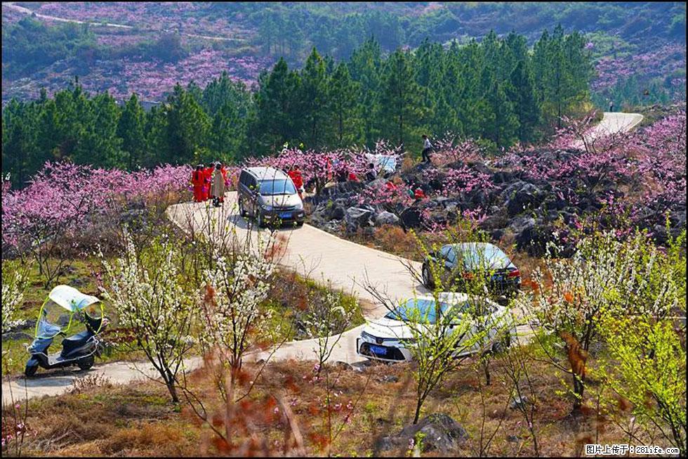 【春天，广西桂林灌阳县向您发出邀请！】望月岭上桃花开 - 游山玩水 - 锦州生活社区 - 锦州28生活网 jinzhong.28life.com
