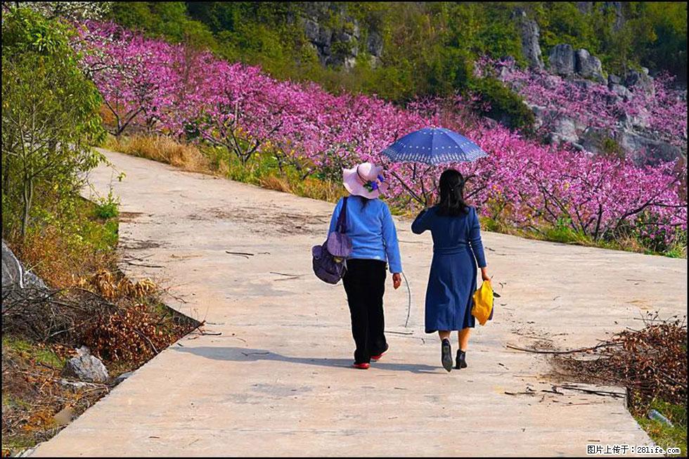 【春天，广西桂林灌阳县向您发出邀请！】望月岭上桃花开 - 游山玩水 - 锦州生活社区 - 锦州28生活网 jinzhong.28life.com