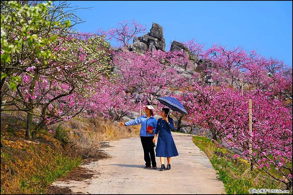 【春天，广西桂林灌阳县向您发出邀请！】望月岭上桃花开 - 游山玩水 - 锦州生活社区 - 锦州28生活网 jinzhong.28life.com