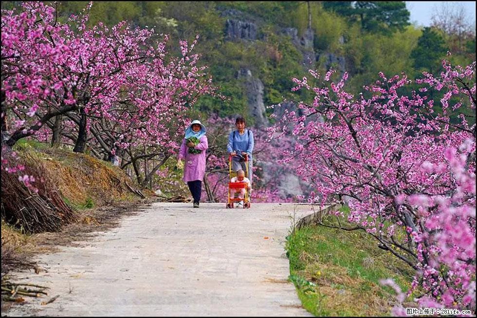 【春天，广西桂林灌阳县向您发出邀请！】望月岭上桃花开 - 游山玩水 - 锦州生活社区 - 锦州28生活网 jinzhong.28life.com
