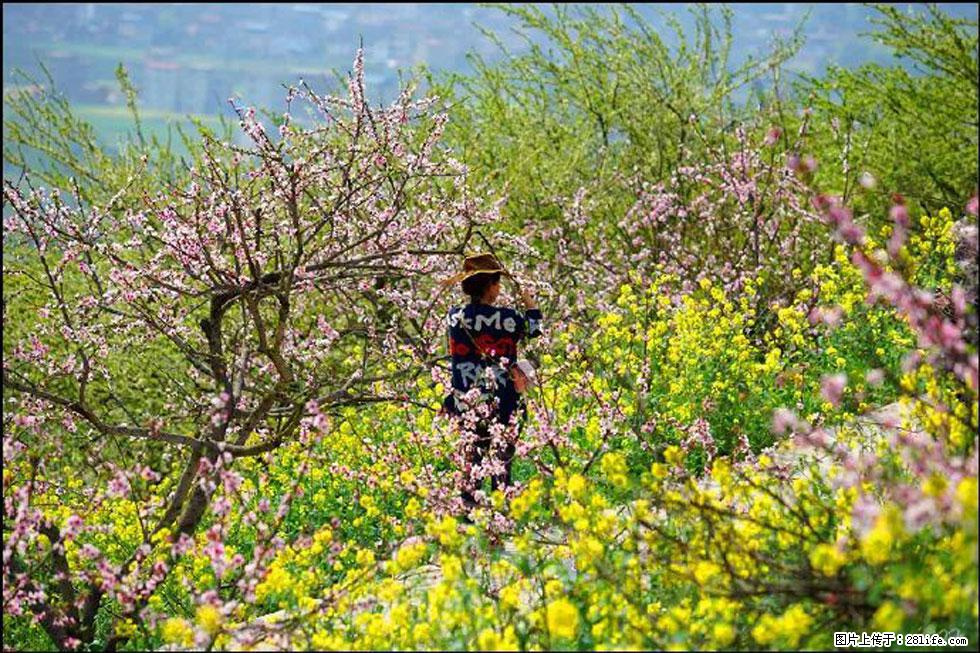 【春天，广西桂林灌阳县向您发出邀请！】望月岭上桃花开 - 游山玩水 - 锦州生活社区 - 锦州28生活网 jinzhong.28life.com