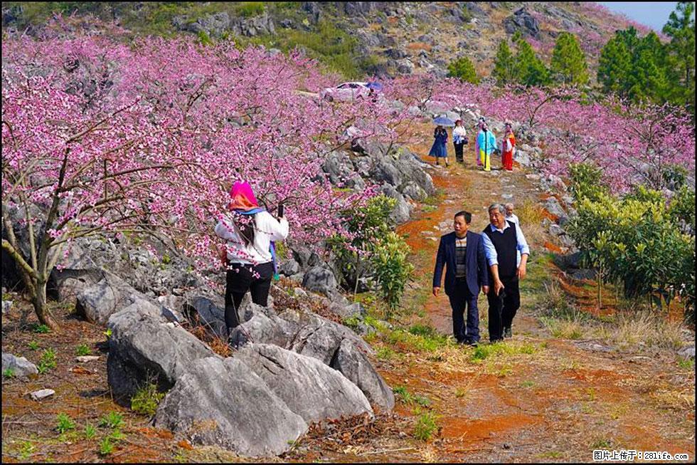 【春天，广西桂林灌阳县向您发出邀请！】望月岭上桃花开 - 游山玩水 - 锦州生活社区 - 锦州28生活网 jinzhong.28life.com