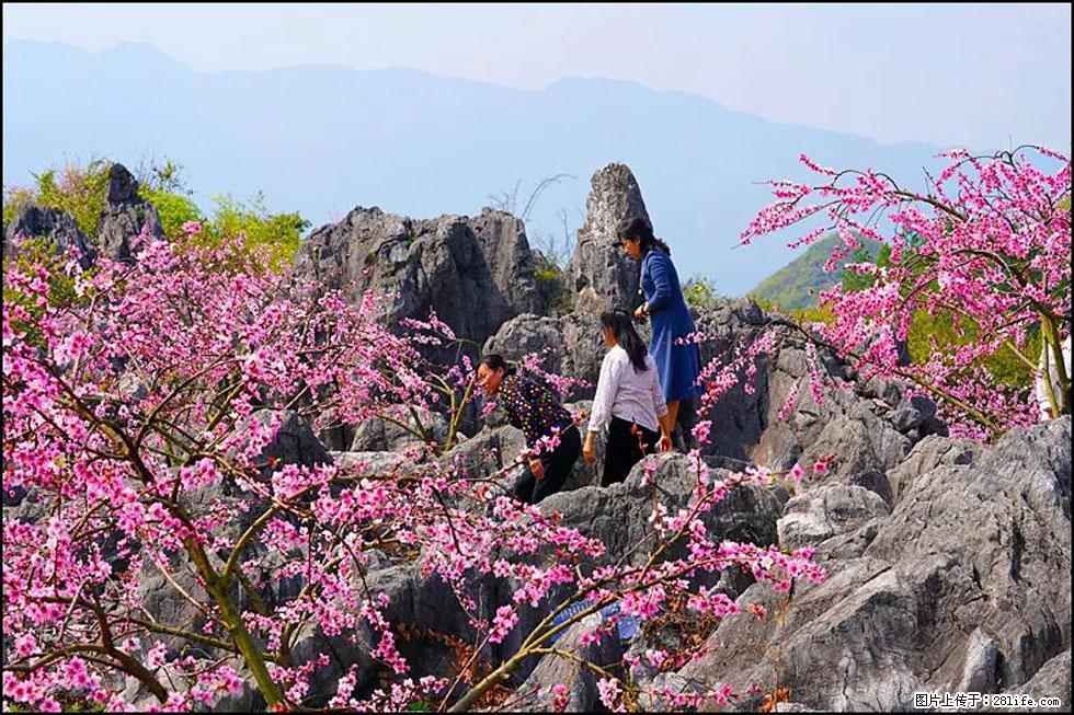 【春天，广西桂林灌阳县向您发出邀请！】望月岭上桃花开 - 游山玩水 - 锦州生活社区 - 锦州28生活网 jinzhong.28life.com