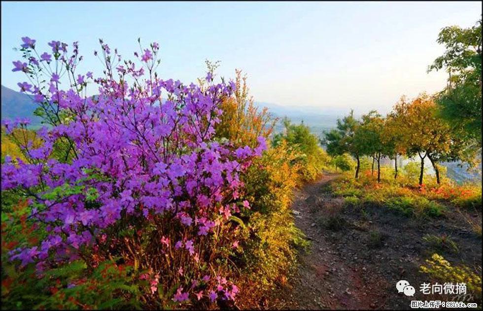 【春天,广西桂林灌阳县向您发出邀请!】登麒麟山,相约映山红 - 游山玩水 - 锦州生活社区 - 锦州28生活网 jinzhong.28life.com