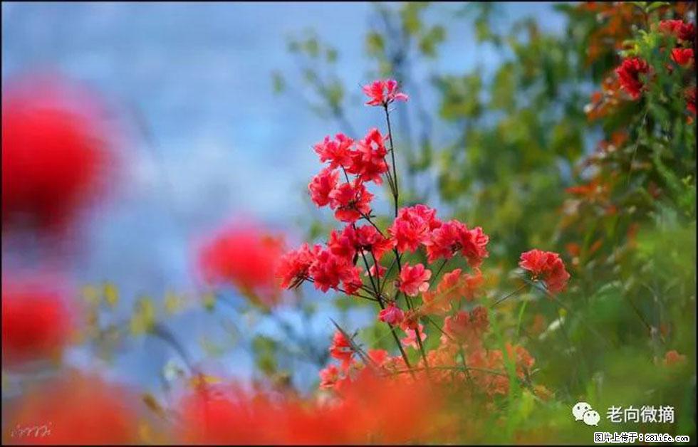 【春天,广西桂林灌阳县向您发出邀请!】登麒麟山,相约映山红 - 游山玩水 - 锦州生活社区 - 锦州28生活网 jinzhong.28life.com