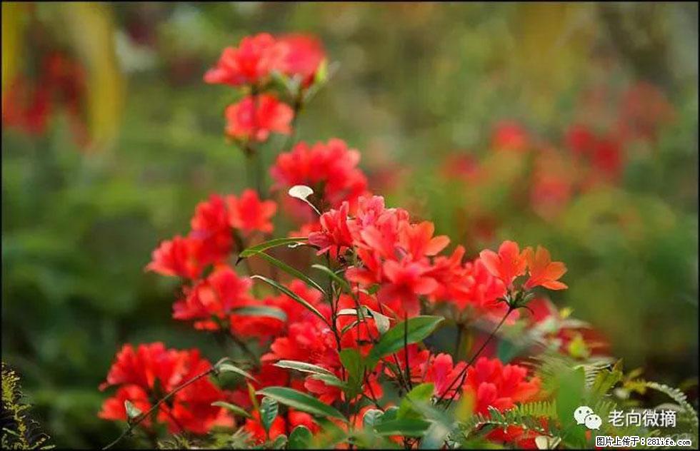 【春天,广西桂林灌阳县向您发出邀请!】登麒麟山,相约映山红 - 游山玩水 - 锦州生活社区 - 锦州28生活网 jinzhong.28life.com