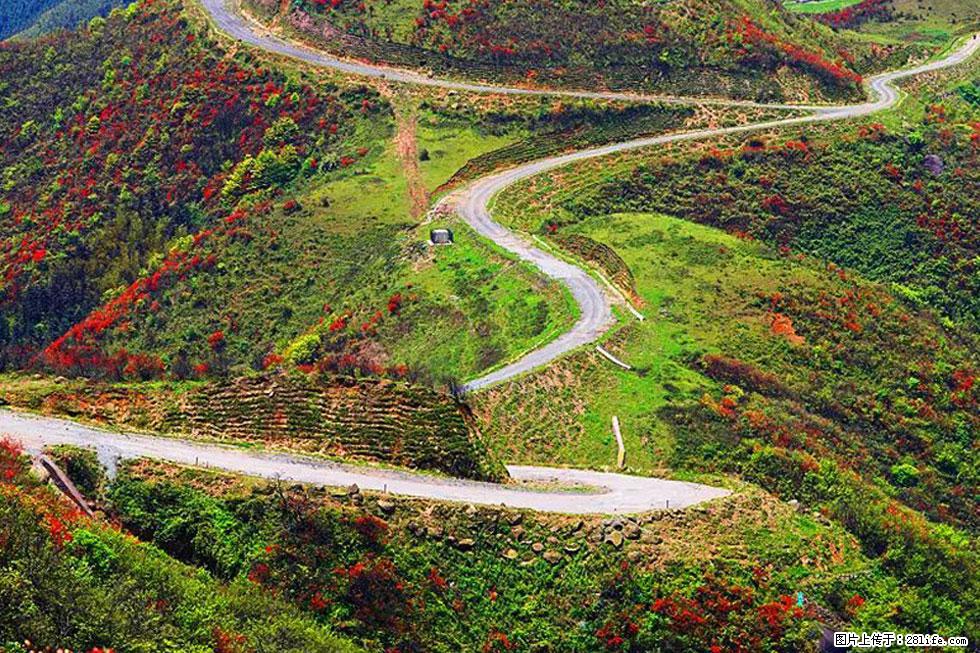 【春天，广西桂林灌阳县向您发出邀请！】春木界上映山红 - 游山玩水 - 锦州生活社区 - 锦州28生活网 jinzhong.28life.com